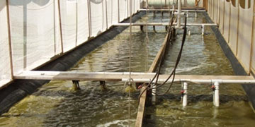 Aquaculture Raceway Shrimp Production with Dissolved Oxygen Monitoring